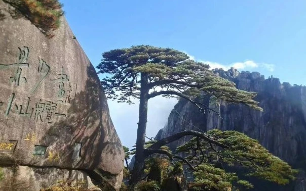 Mount Huangshan famous tea Mount Huangshan famous tea